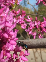 Osmia ribifloris ribifloris