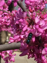 Osmia ribifloris ribifloris
