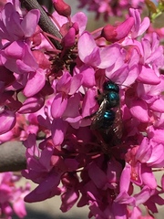 Osmia ribifloris ribifloris
