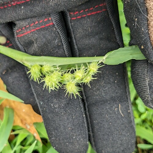 Mat sandbur (Cenchrus longispinus)