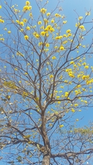 Handroanthus ochraceus