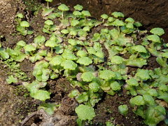 Cryptomitrium tenerum