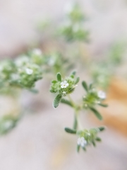 Eremocarya micrantha