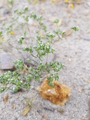 Eremocarya micrantha