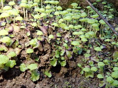 Cryptomitrium tenerum