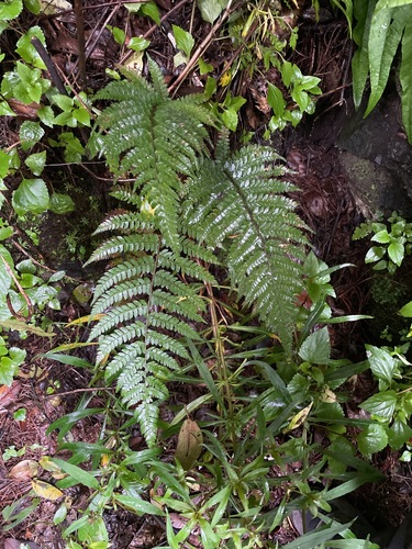 Polystichum makinoi iNat (2)