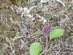 Plectranthus ciliatus