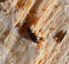 Pycnomerus