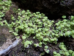 Cryptomitrium tenerum