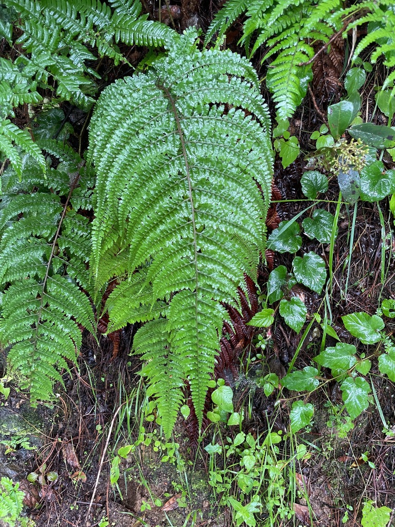 Athyrium foliolosum (Athyrium foliolosum)
