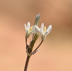 Androstephium breviflorum