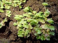 Cryptomitrium tenerum