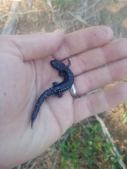 Plethodon ocmulgee