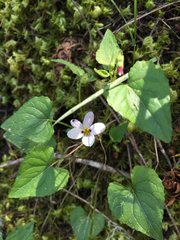 Viola ocellata