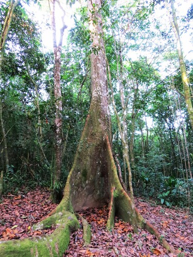 Eriotheca macrophylla observed 2023-10-26