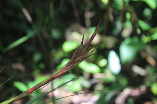 Image of Tillandsia festucoides by (c) Ricard Busquets Reverte, some rights reserved (CC BY)