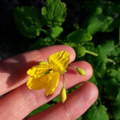 Chelidonium majus