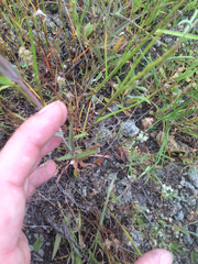 Streptanthus glandulosus glandulosus