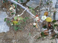 Malacomeles denticulata