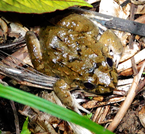 Fejervarya limnocharis
