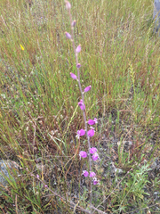 Streptanthus glandulosus glandulosus