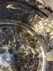 Petrolisthes cabrilloi