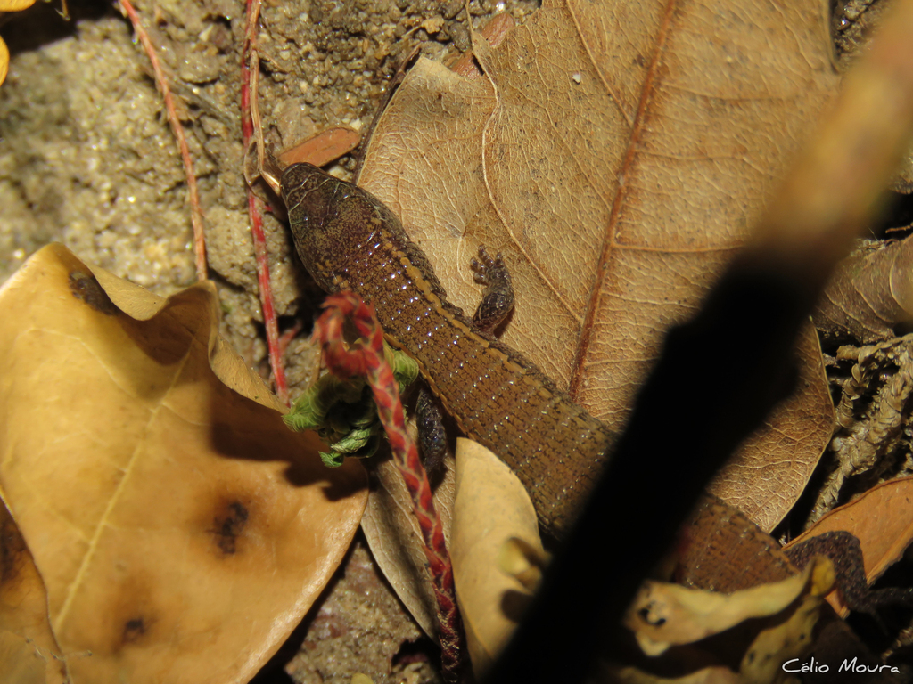 Colobosauroides Cearensis From Serra Da Aratanha Pacatuba CE 61800 000 Brasil On October 26