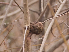 Aceria parapopuli