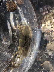 Petrolisthes cabrilloi