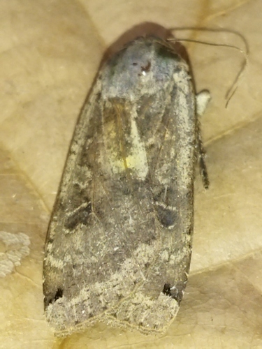 Large yellow underwing