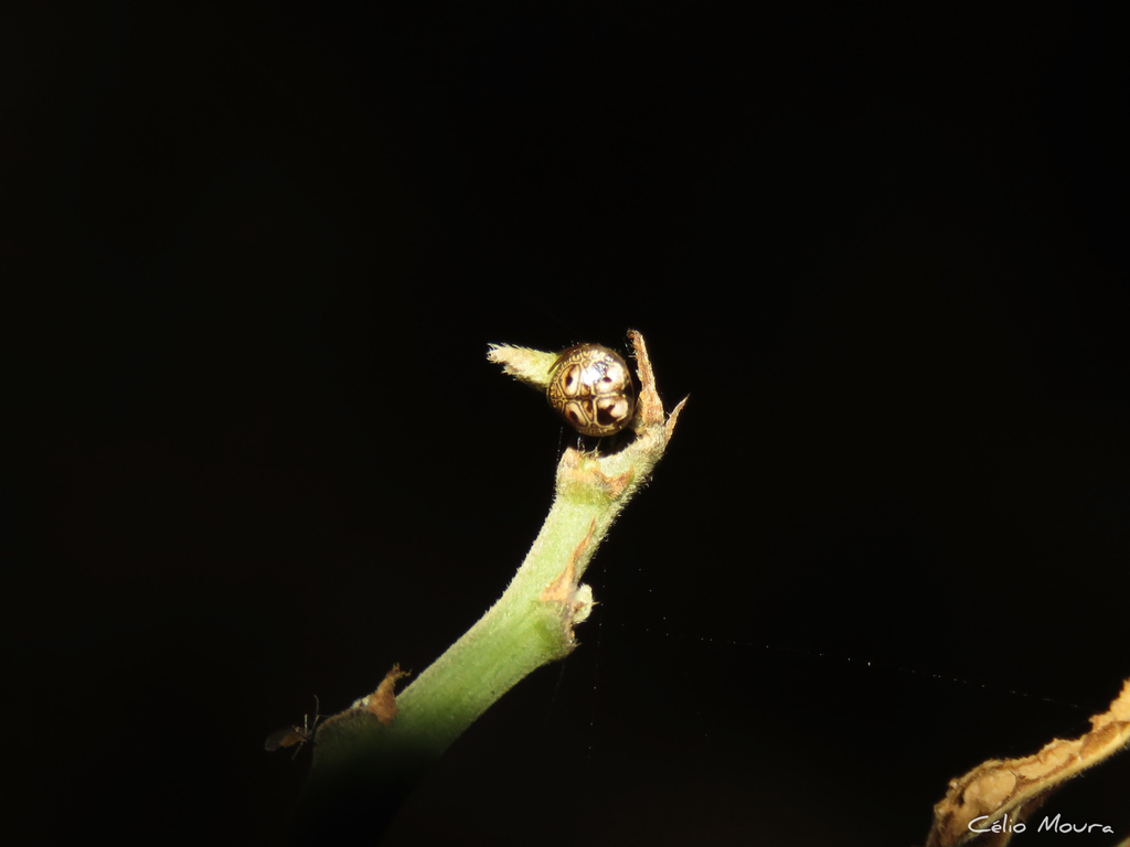 Hypognatha cryptocephala