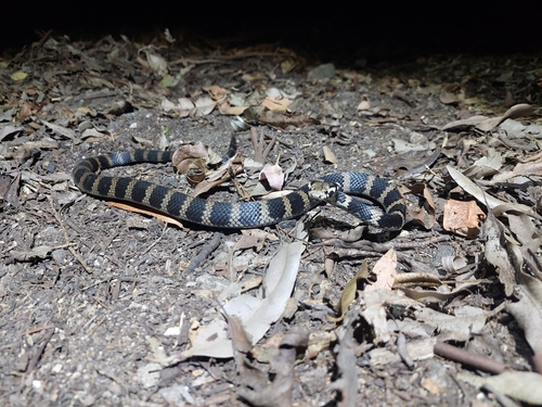 Stephens' Banded Snake sighting
