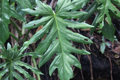 Philodendron radiatum
