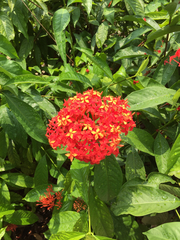 Ixora chinensis