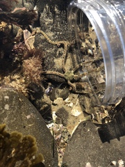 Amphiodia occidentalis