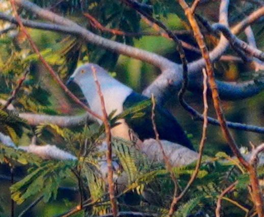 Elegant Imperial Pigeon (Ducula concinna), photo 1