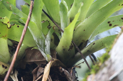 Catopsis morreniana, photograph 4