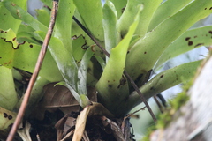 (c) Ricard Busquets Reverte, some rights reserved (CC BY) Catopsis morreniana, photograph (c) Ricard Busquets Reverte, some rights reserved (CC BY)