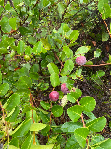 Cocoplum
