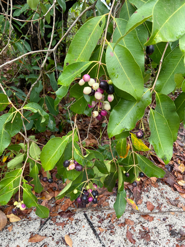 Water Pear