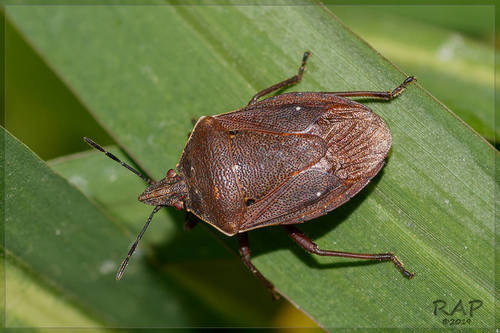 Percevejo-do-colmo (Tibraca limbativentris)