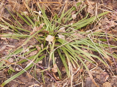Carex pedunculata