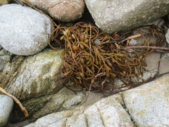 Laminariaceae