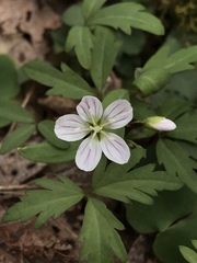 Claytonia