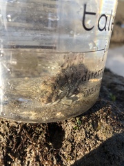 Hypsoblennius gilberti