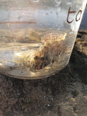 Hypsoblennius gilberti