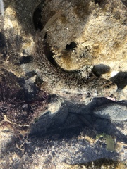 Hypsoblennius gilberti