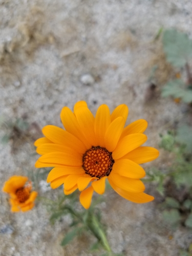 Dimorphotheca sinuata