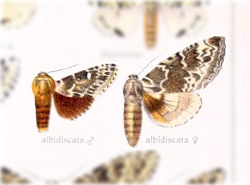 Lichnoptera albidiscata