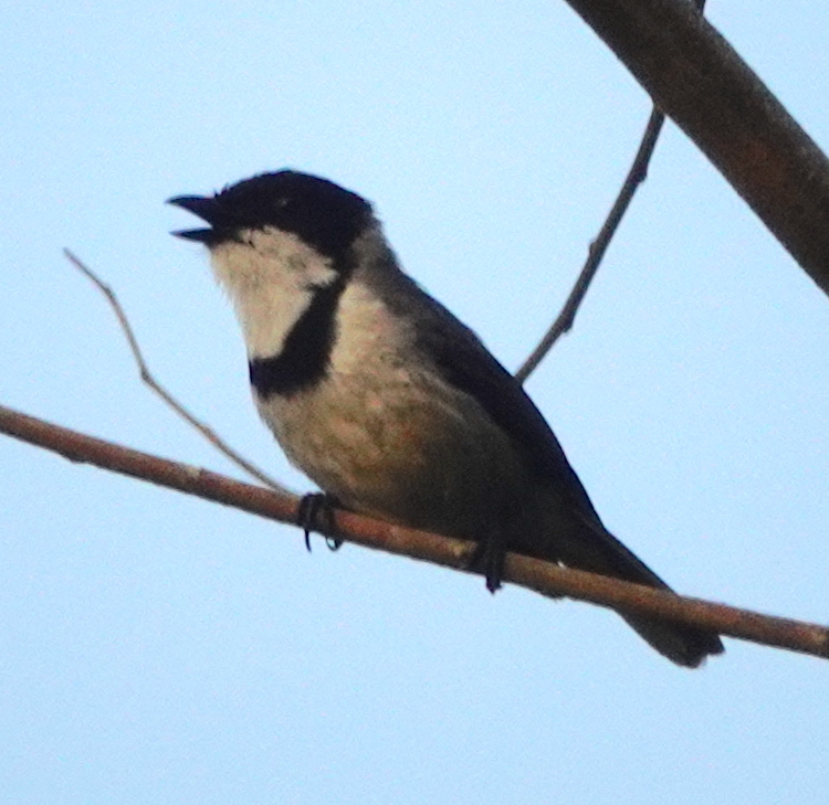 Wallacean Whistler (Pachycephala arctitorquis), photo 1